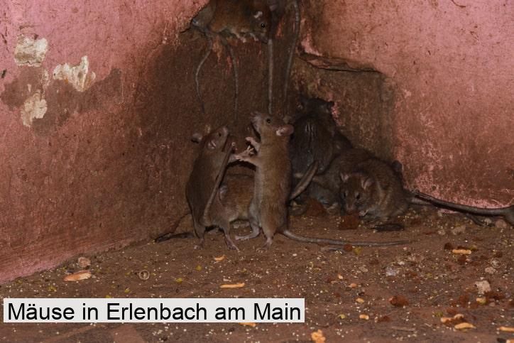 Mäuse in Erlenbach am Main